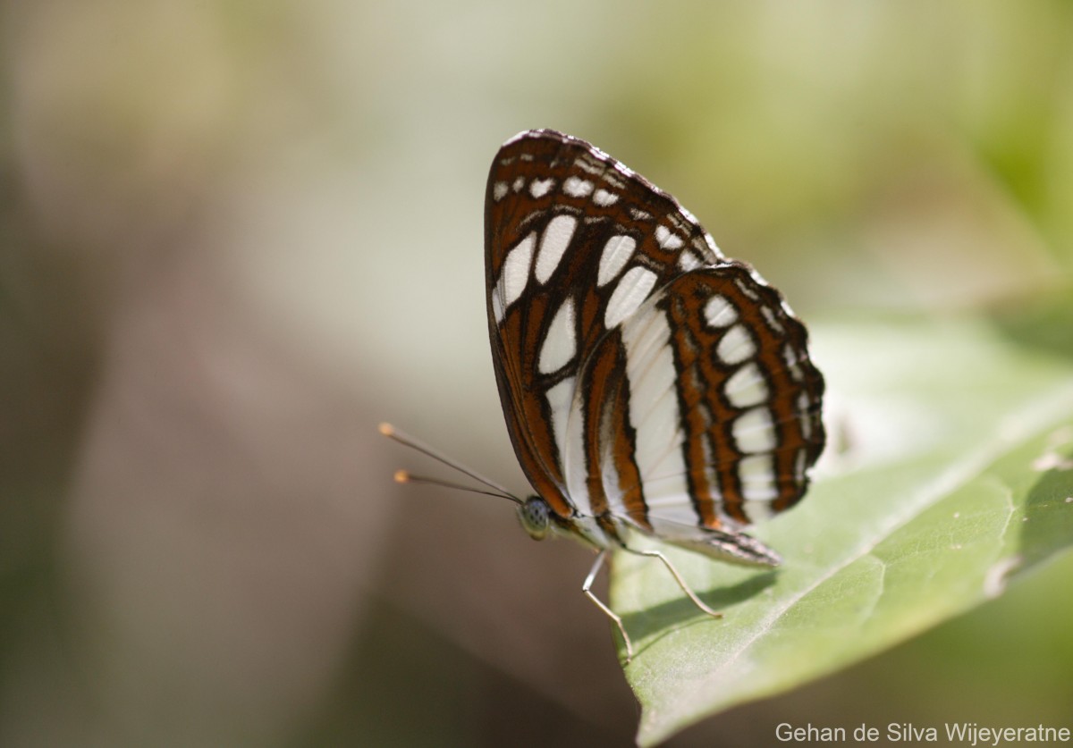 Neptis hylas Linnaeus, 1758